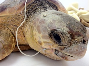 Removing longline fish hook from loggerhead sea turtle (Caretta caretta)  using canine mouth gag Stock Photo - Alamy