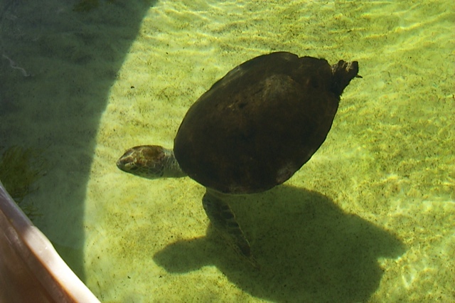 https://seaturtleguardian.org/images/seaturtles/Buoyancy/P0000918.jpg