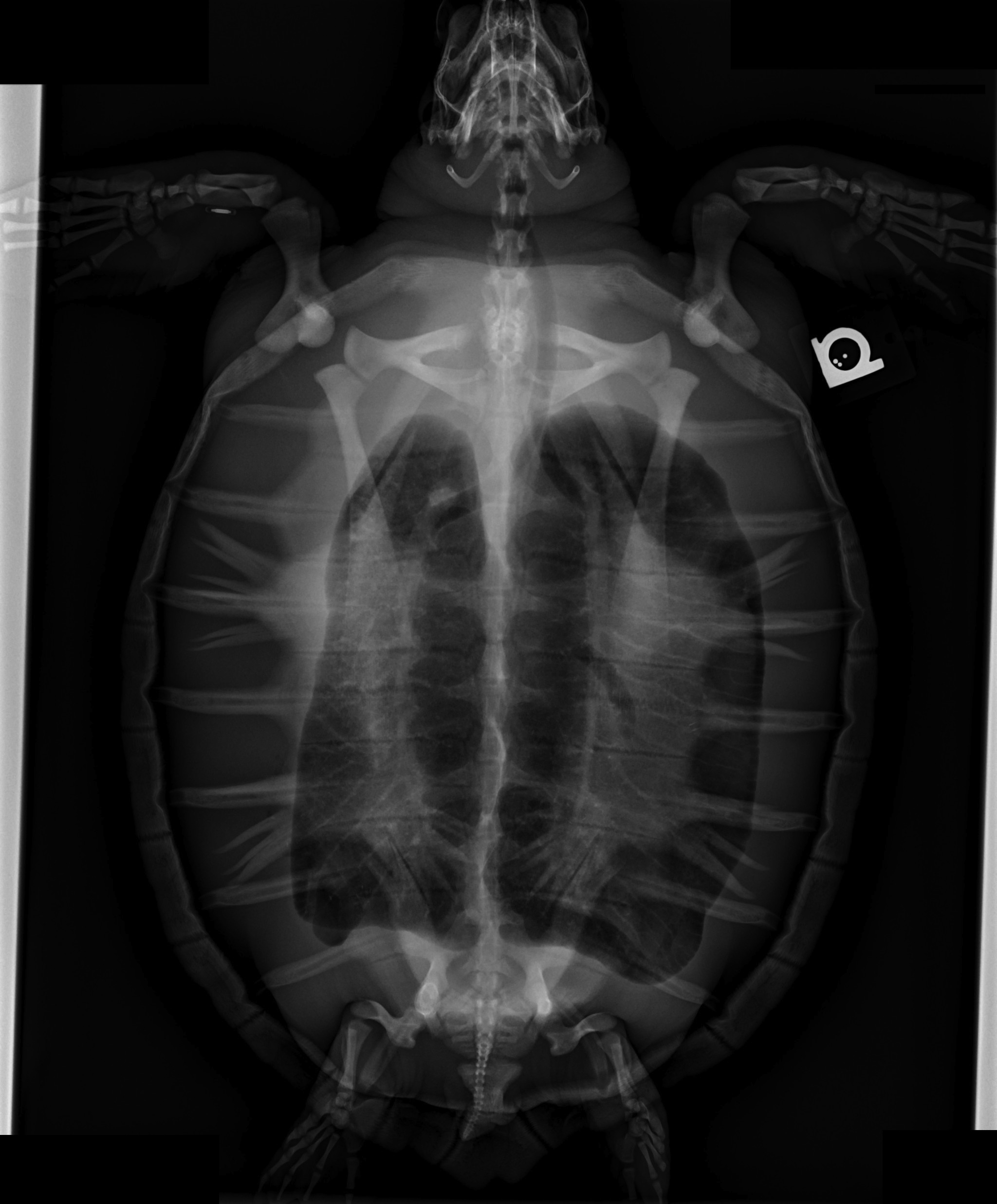 Buoyancy Disorders - Sea Turtle Guardian