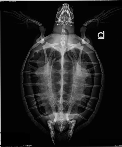 Buoyancy Disorders - Sea Turtle Guardian