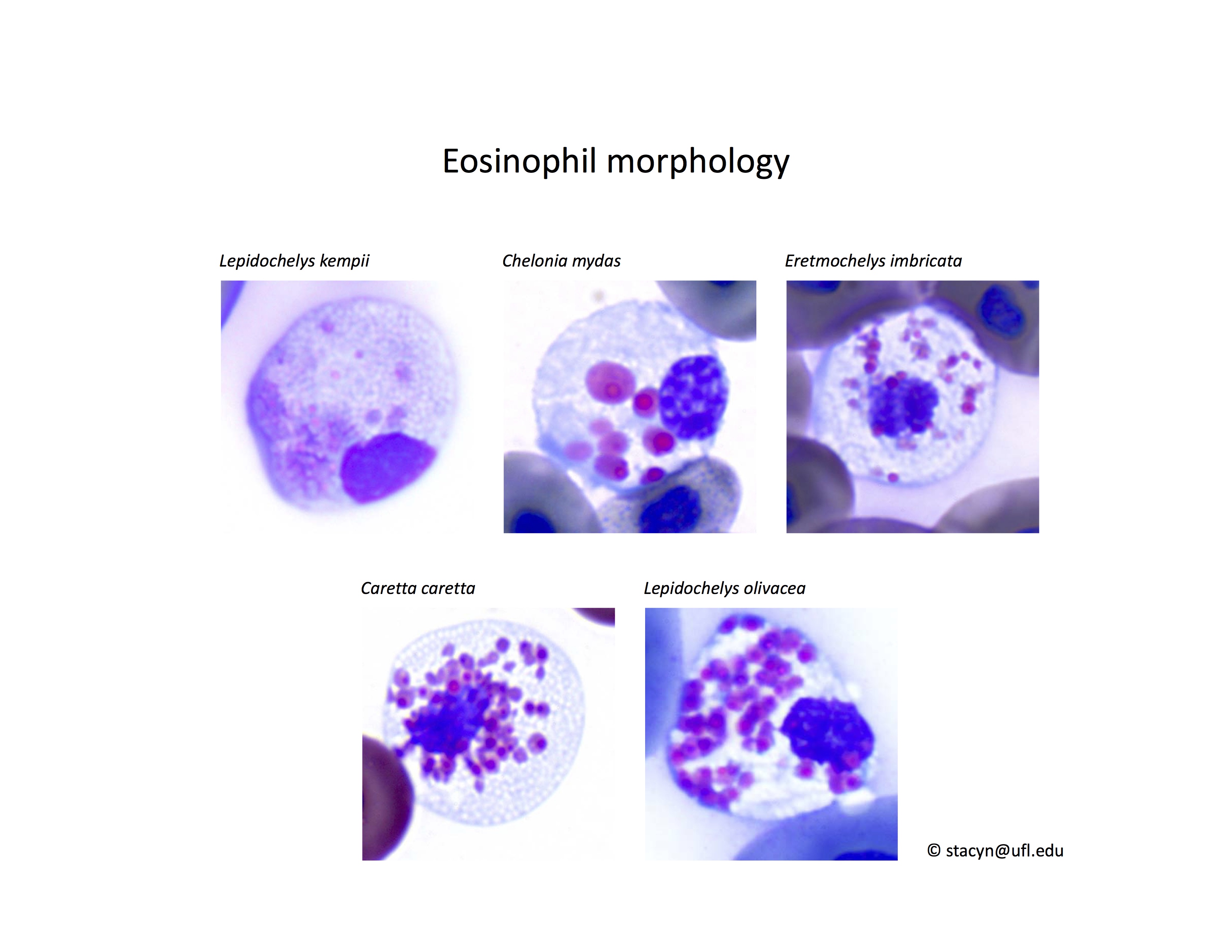 Fig.7Eosinophils