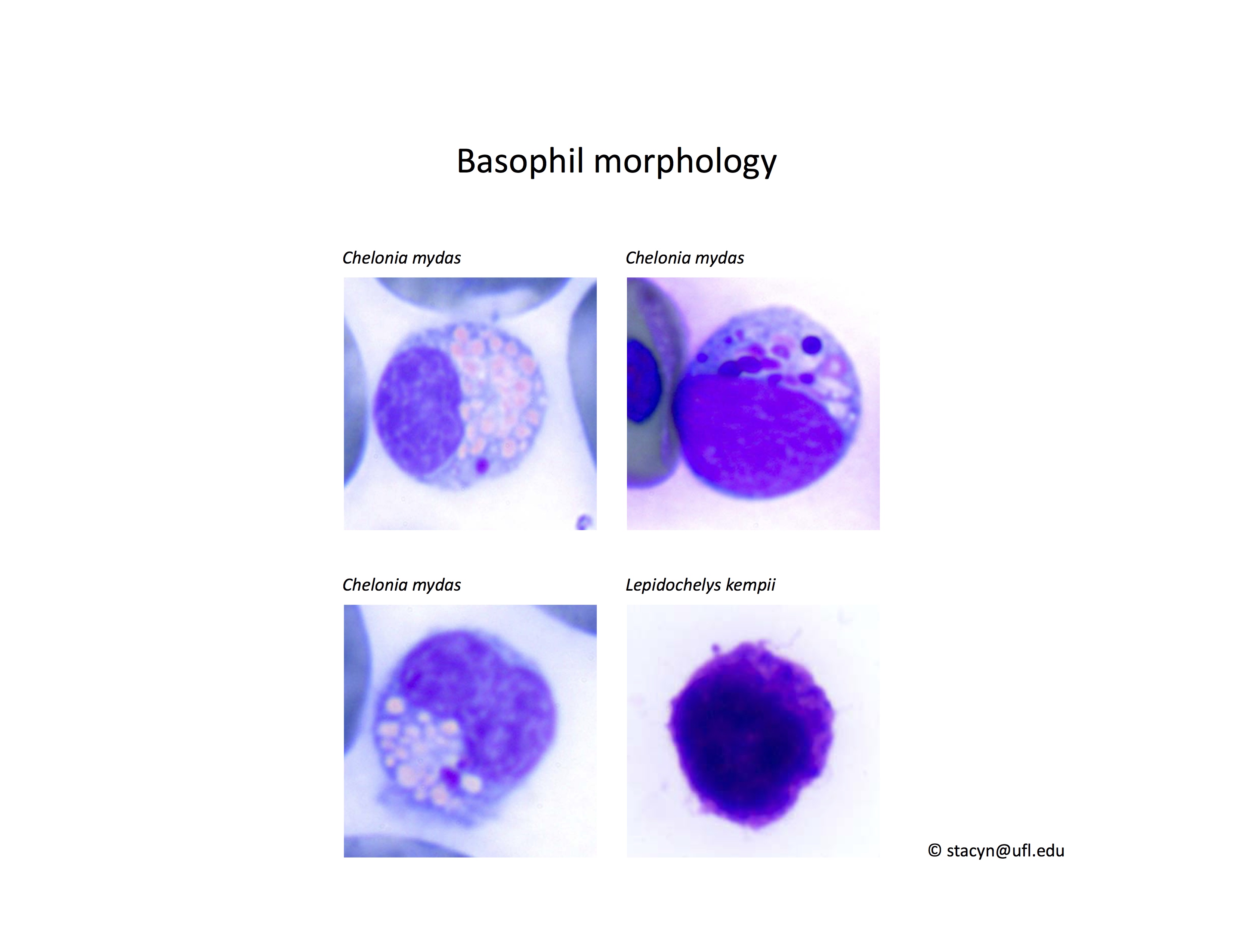 Fig.8Basophils