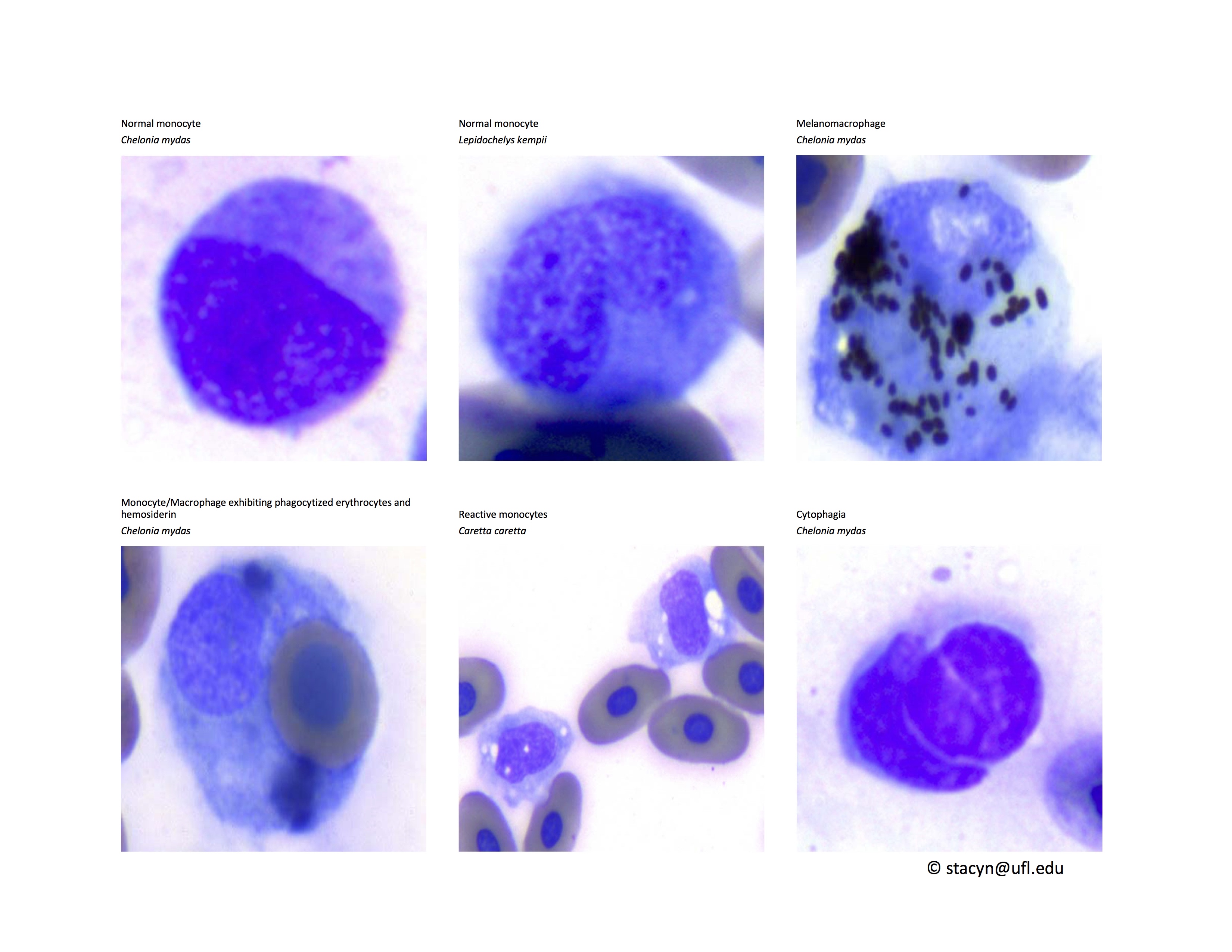 Fig.9Monocytes