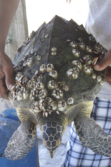 barnacles on turtles