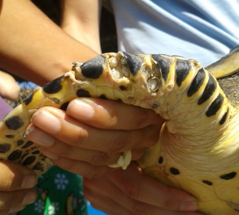 barnacles on turtles