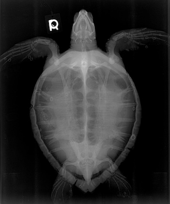 Radiographic Technique - Sea Turtle Guardian