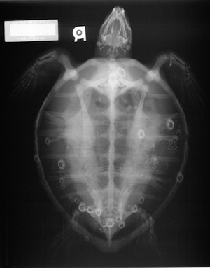 Radiographic Technique - Sea Turtle Guardian