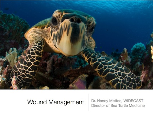 wound management.001