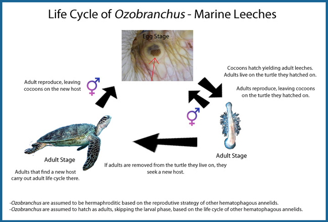 How To Prevent And Treat Common Parasites In Turtles