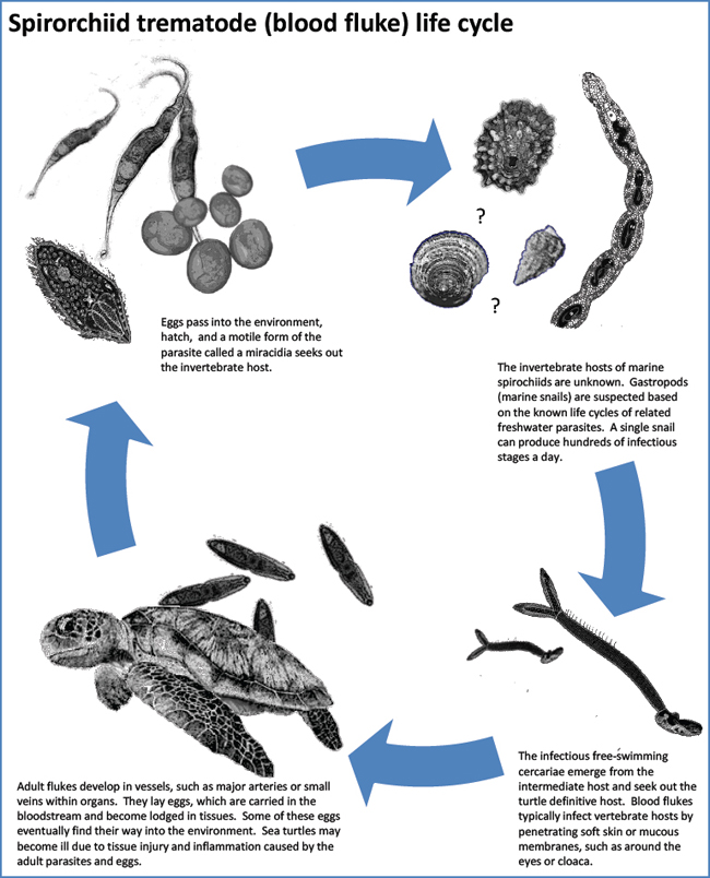 How To Prevent And Treat Common Parasites In Turtles