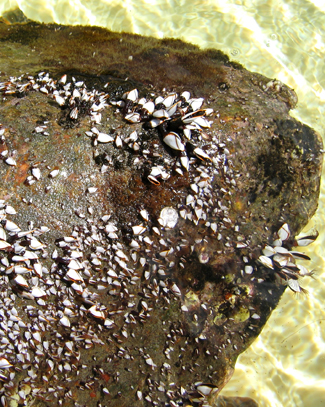 Gooseneck barnacles on a loggerhead