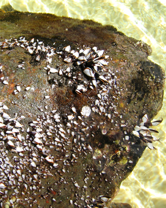 barnacles on turtles