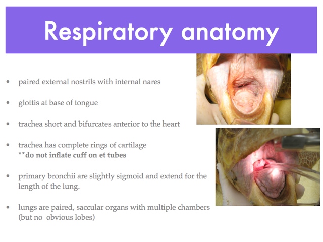RespiratoryAnatomy