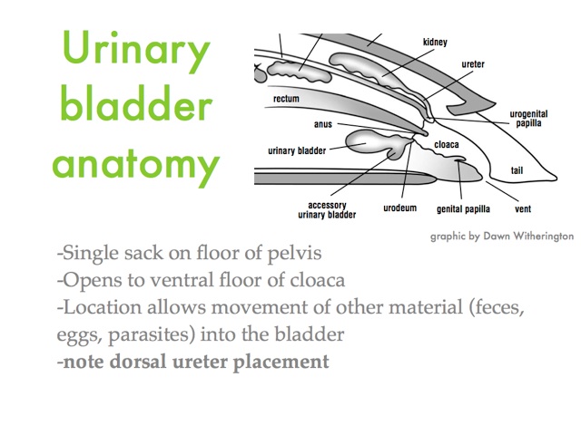 Urogential