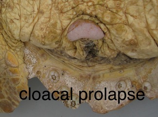 cloacalprolapse