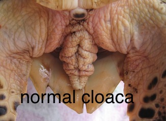 normalcloaca